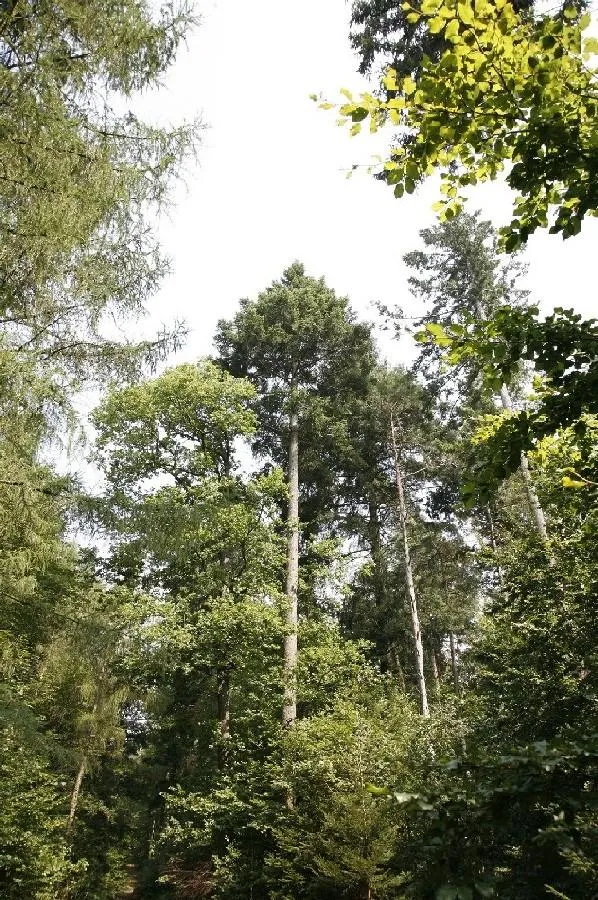 Die nachhaltige Forstwirtschaft pflegt die Wälder naturnah und erhält so ihre Artenvielfalt.