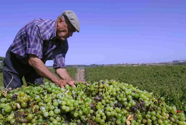 Bild: Prognose zur Weinlese 2009 in Portugal