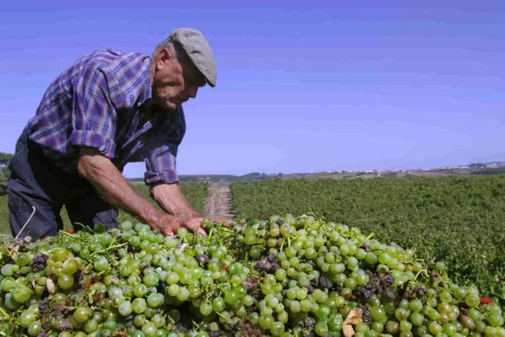 Bild: Prognose zur Weinlese 2009 in Portugal