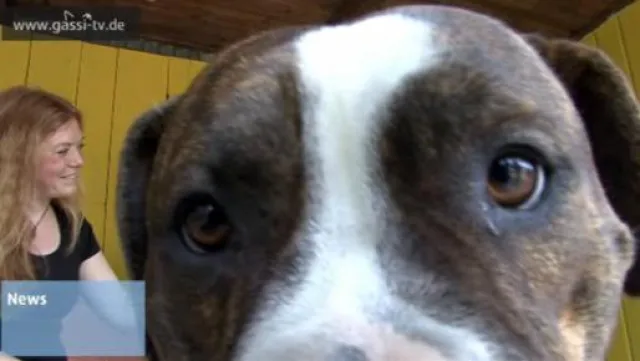 Bild: „Kampfhunde“ generell gefährlicher?