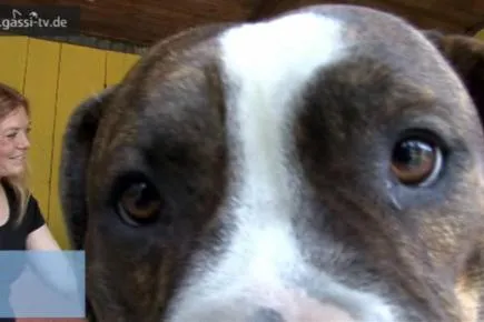 „Kampfhunde“ generell gefährlicher? Bild: „Kampfhunde“ generell gefährlicher?