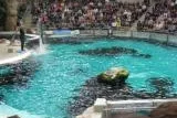 Orchester-Beschallung zum Geburtstag im Duisburger Zoo-Definarium in der Kritik des WDSF Bild: Orchester-Beschallung zum Geburtstag im Duisburger Zoo-Definarium in der Kritik des WDSF