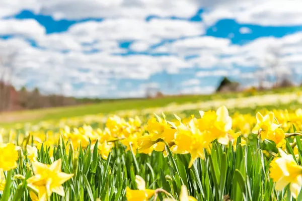 Bild: 100 Jahre Bauhaus, 200 Jahre Herman Melville und 400 Jahre Plymouth Colony