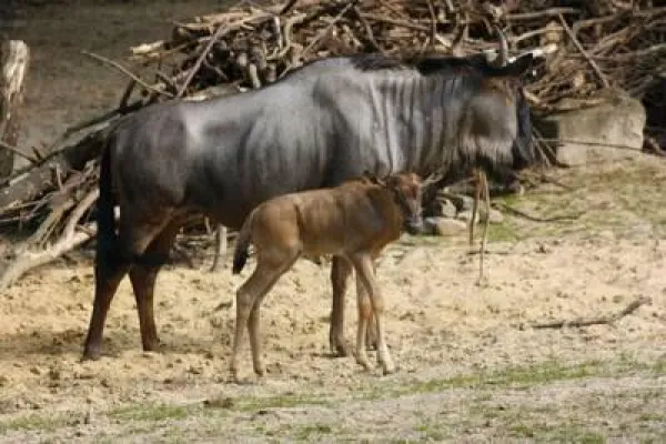 Nachwuchs bei den Streifengnus im Erlebnis-Zoo Hannover Bild: Nachwuchs bei den Streifengnus im Erlebnis-Zoo Hannover