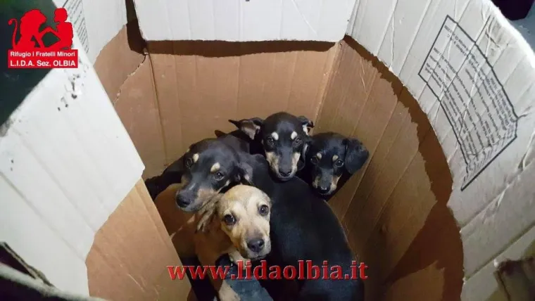 Bild: Hundewelpen wie Müll entsorgt – Inzwischen fast Alltag auf Sardinien!