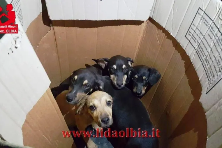 Hundewelpen wie Müll entsorgt – Inzwischen fast Alltag auf Sardinien! Bild: Hundewelpen wie Müll entsorgt – Inzwischen fast Alltag auf Sardinien!