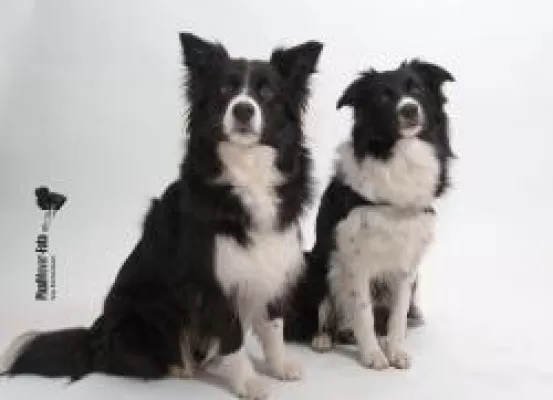 Bild: Die Spürnasen kommen