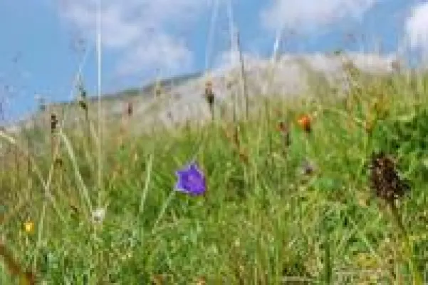 Bild: Den Tiroler Bergsommer in vollen Zügen genießen
