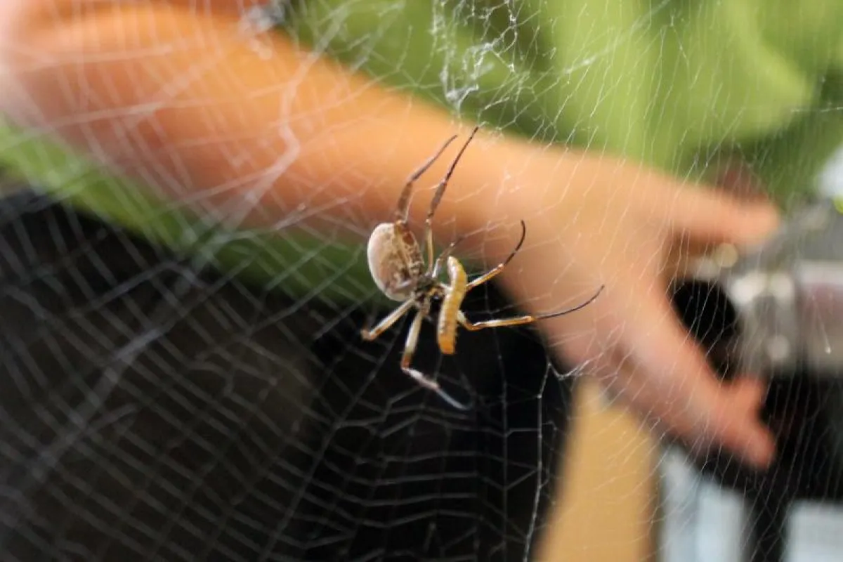 Spinnenseide ist der Schlüssel zur Wiederherstellung von geschädigtem Herzgewebe. (Foto: Universität Bayreuth.)