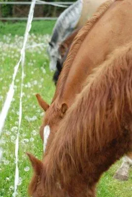 Bild: Gnadenhof Pferdehof Ahaus wird als gemeinnütziger Verein anerkannt