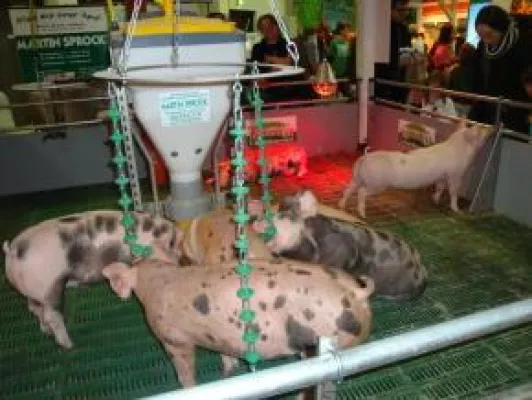 Bild: Auf dem ErlebnisBauernhof: Schweine ohne Stroh und Ringelschwanz