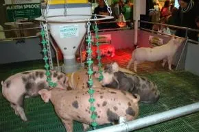 Bild: Auf dem ErlebnisBauernhof: Schweine ohne Stroh und Ringelschwanz