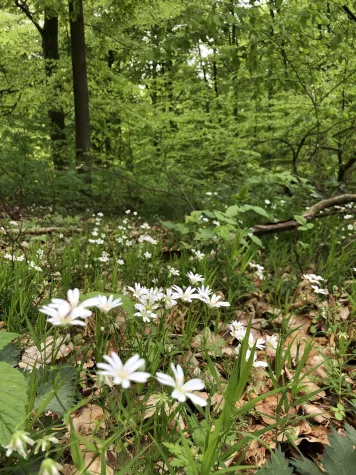 Bild: Konzept für ein Nationales Biodiversitätsmonitoring im Wald vorgelegt