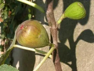 Bild: Beerengarten: Die Versuchung am Wegesrand