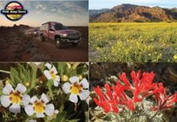 Bild: Blumen im Death Valley