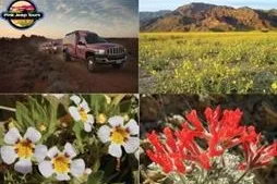 Blumen im Death Valley Bild: Blumen im Death Valley