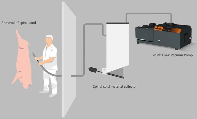 Bild: Sichere Entfernung von Rückenmark durch moderne Vakuumtechnik