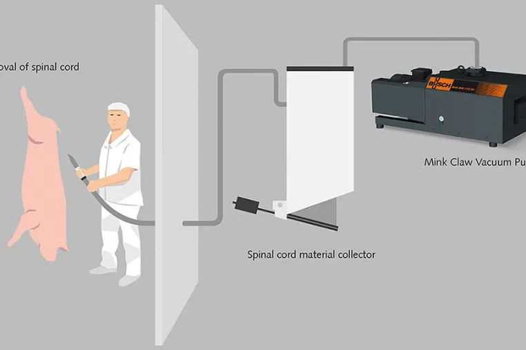 Bild: Sichere Entfernung von Rückenmark durch moderne Vakuumtechnik