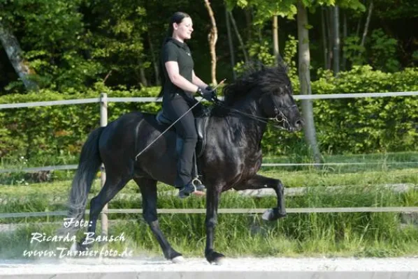 Bild: Beim IGV-Cup-Turnier vom 11. bis 13. Juli 2008 sind Gangpferde aus aller Welt auf dem Berghof Rod zu Gast