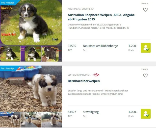 Bild: Unseriöse Angebote und Betrüger im Online-Tiermarkt