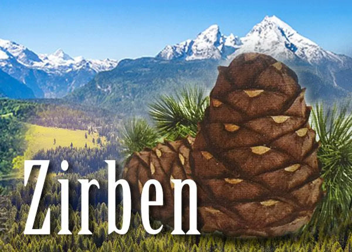 Zirbenzapfen: Zungenbrecher und Aromawunder