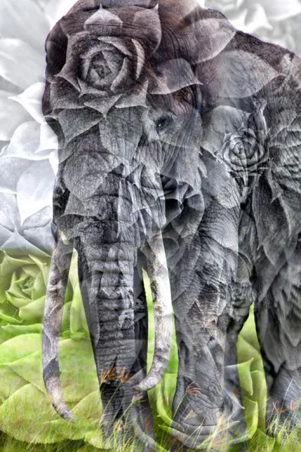 LORD OF OBSTACLES Sonder Edition 69 x 46 cm / Unity Art Nabiha & Thom