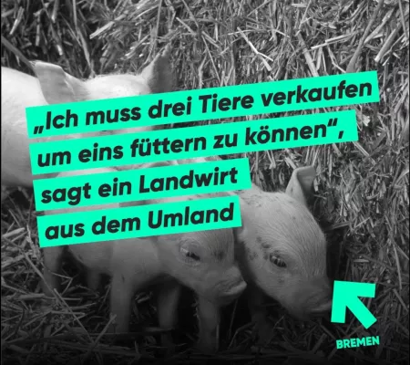 Bild: Ferkelzüchter in der Region kurz vorm Existenzverlust