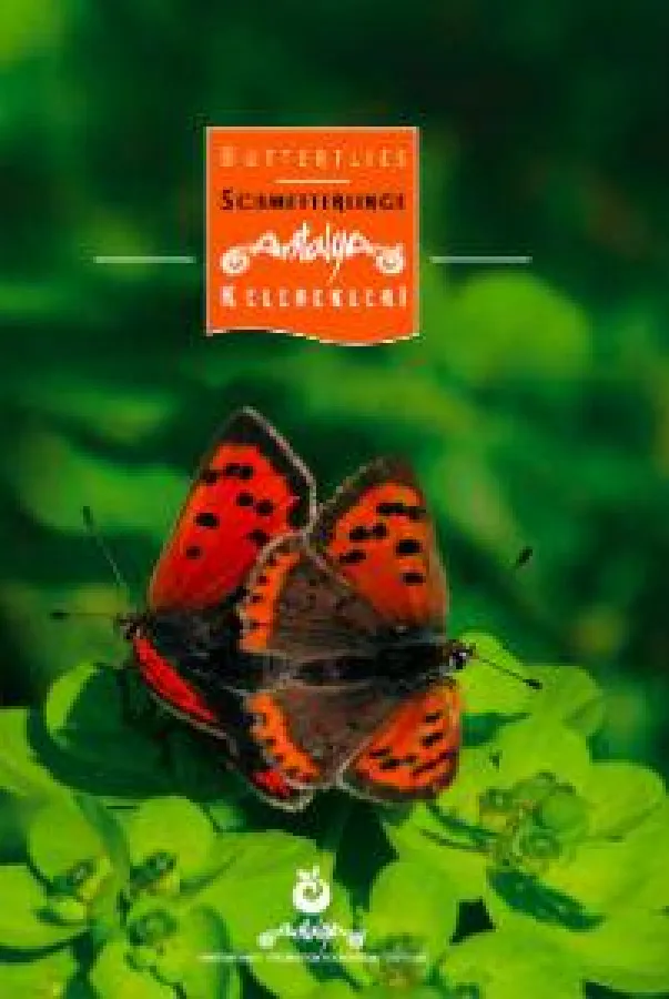 Schmetterlinge der Region Antalya