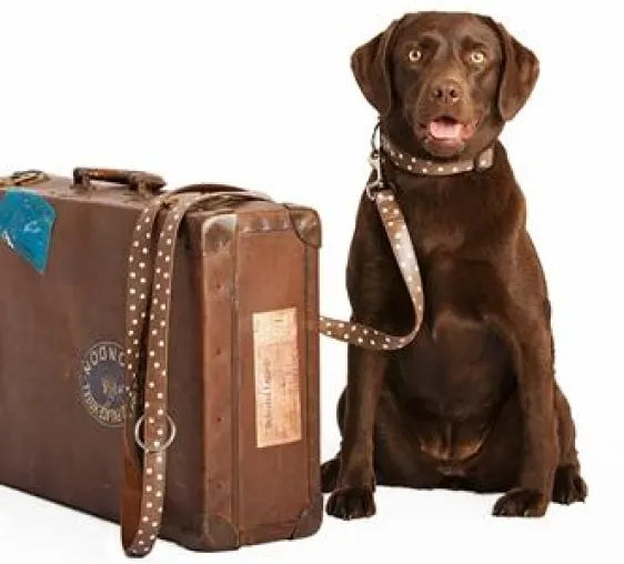 Bild: Ich packe meinen Koffer und nehme mit…