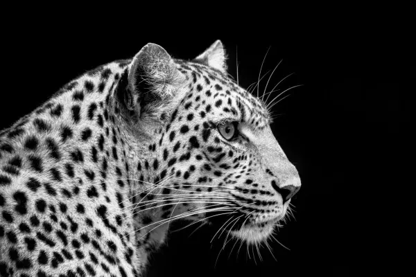 Bild: Limitierte Beverly Joubert Fine Art Wildlife Prints zugute der Big Cats Initiative