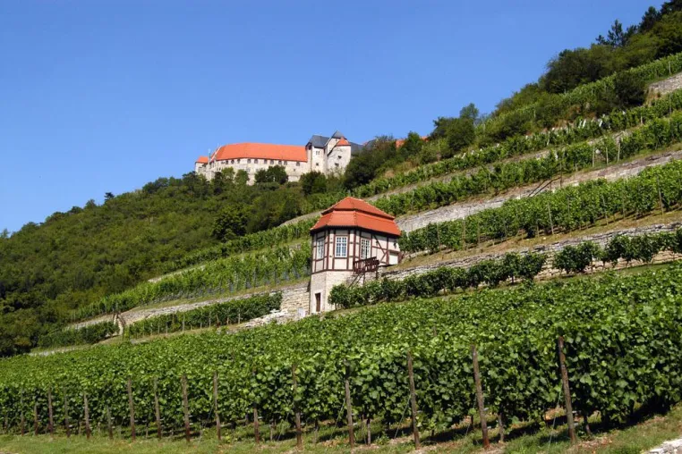 Bild: „Bacchus – Gott des Weines“: Sonderschau im Weinmuseum auf Schloss Neuenburg