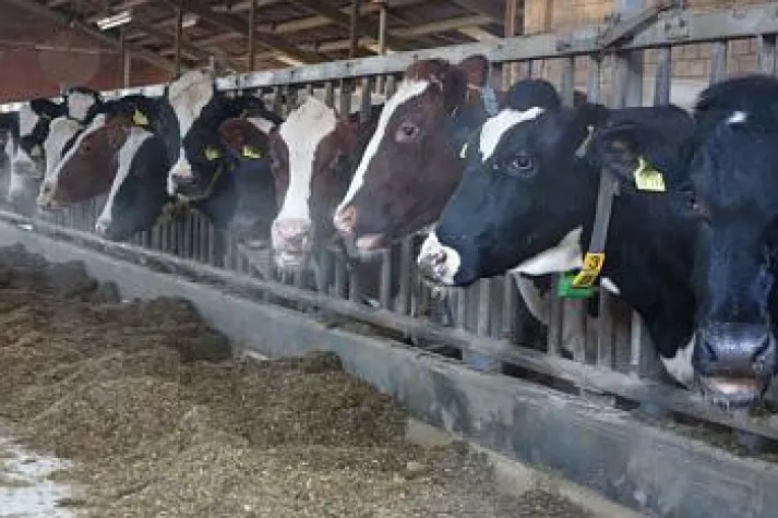 Bild: Tierärzte, Landwirte und Verbraucher fordern GESUNDE KÜHE!