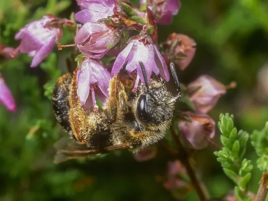 Bild: Das ist der Silvester-Knaller: Gefährdete Wildbienen fliegen auf Hamburg