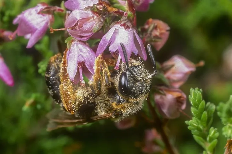 Bild: Das ist der Silvester-Knaller: Gefährdete Wildbienen fliegen auf Hamburg