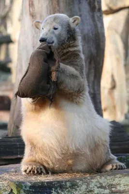 Bild: Knut und Gianna dürfen kein Liebespaar werden / Tierrechtsorganisation PETA warnt vor Inzucht