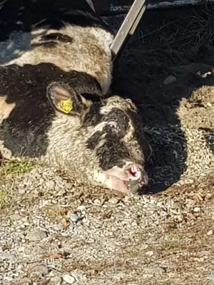 Bild: Tierquälerei in Dahmetal Liedekahle: Verletztes Rind zum Sterben an die Straße gelegt