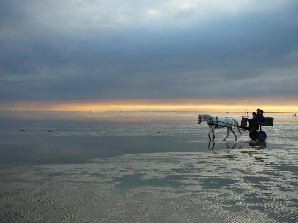 Naturparadiese in Cuxhaven: Weltnaturerbe Wattenmeer und Küstenheide (Foto: Nordseeheilbad Cuxhaven)