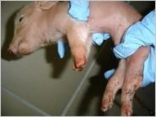 Missbildungen durch Mobilfunk Bild: Missbildungen durch Mobilfunk