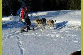 Bild: Winterwandern mit Hund im Bayerischen Wald