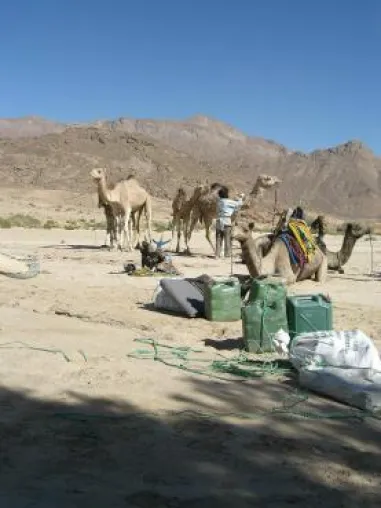 Bild: Cap Sahara Tours veranstaltet Kameltrekking in der Sahara mit Tuaregführern