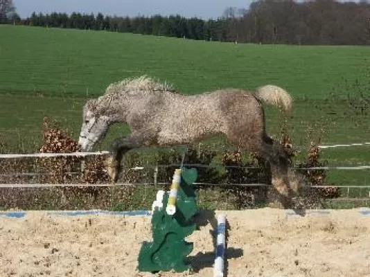 Bild: Curly Horses – Tierliebe und reiten trotz Allergie