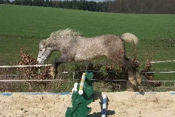 Bild: Curly Horses – Tierliebe und reiten trotz Allergie