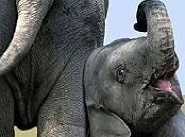 Die Top 10 Killerkatzen – TIER.TV startet exklusive Tier-Dokumentation Bild: Die Top 10 Killerkatzen – TIER.TV startet exklusive Tier-Dokumentation