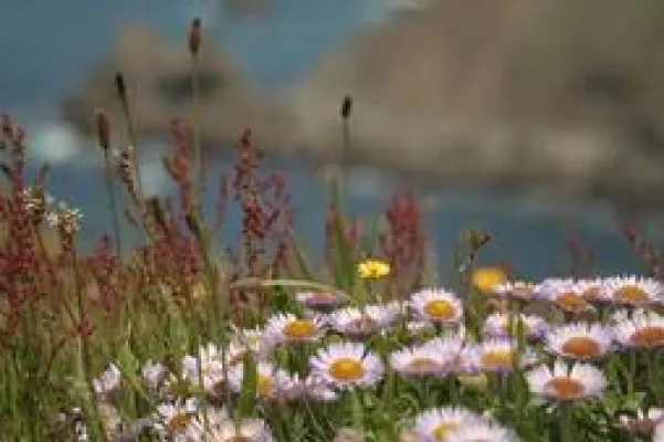 Bild: Kalifornische Küste bei Mendocino