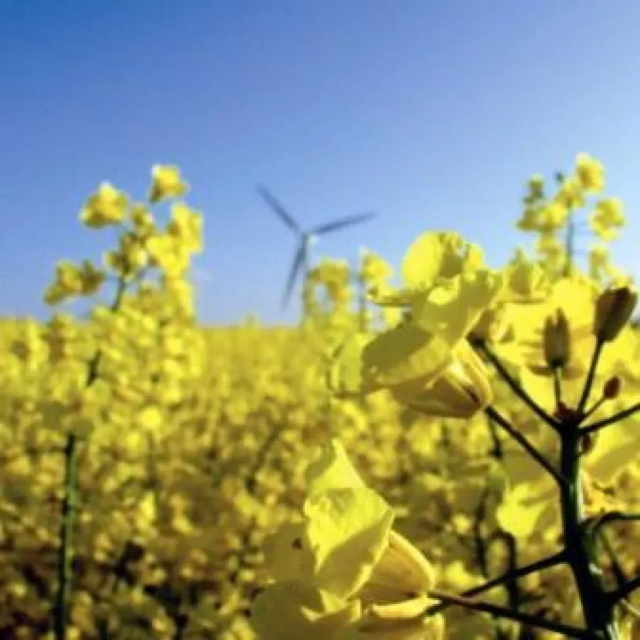 Raps, der nachwachsende Rohstoff für Bio-Farben