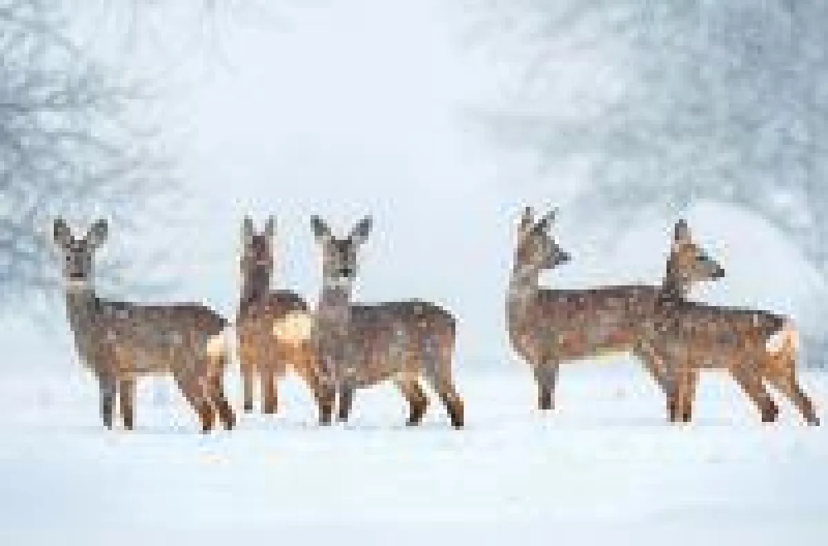 Im Winter haben es Wildtiere aktuell sehr schwer