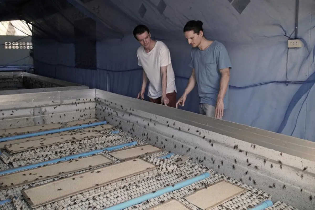 Die beiden Gründer bei ihren Insektenzüchtern in Thailand. (Foto: Tim Hartmann)