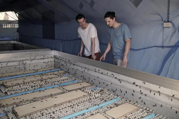 Bild: Protein aus Insekten: Die Zukunft der Sportnahrung