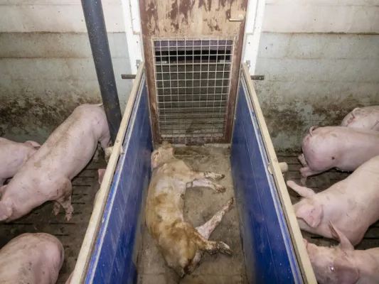 Bild: Die Aufdeckung von Tierquälerei in Schweinemastbetrieb in Kleve hat massive Folgen für Landwirt