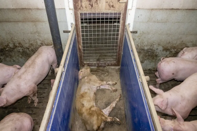 Die Aufdeckung von Tierquälerei in Schweinemastbetrieb in Kleve hat massive Folgen für Landwirt Bild: Die Aufdeckung von Tierquälerei in Schweinemastbetrieb in Kleve hat massive Folgen für Landwirt